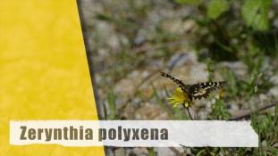 Zerynthia polyxena