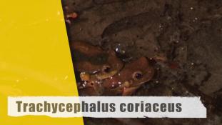 Trachycephalus coriaceus