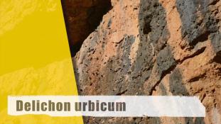 Delichon urbicum