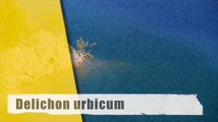 Delichon urbicum