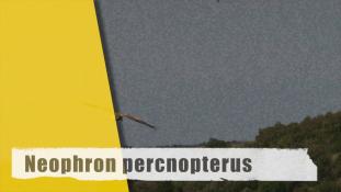 Neophron percnopterus