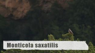 Monticola saxatilis