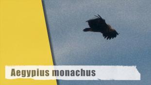 Aegypius monachus