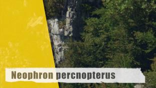 Neophron percnopterus