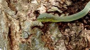 Bothrops bilineata