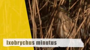 Ixobrychus minutus