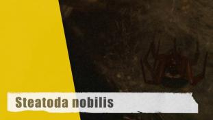 Steatoda nobilis - 3/3