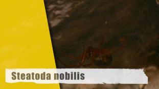 Steatoda nobilis - 1/3