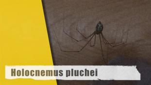 Holocnemus pluchei