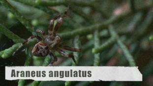 ND-Araneus angulatus