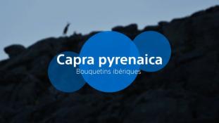 Capra pyrenaica