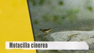 Motacilla cinerea