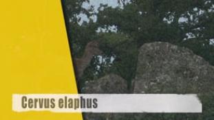 Cervus elaphus