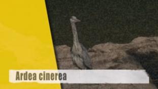 Ardea cinerea