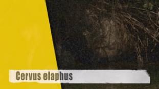 Cervus elaphus
