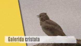 Galerida cristata