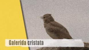 Galerida cristata