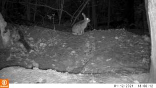 Lepus europaeus