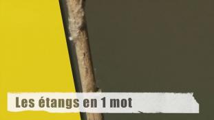 Les étangs en 1 mot