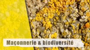 Maçonnerie et biodiversité