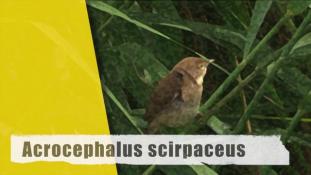 Acrocephalus scirpaceus