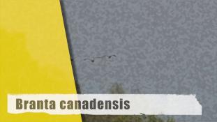 Branta canadensis