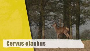 Cervus elaphus