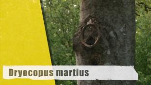 Dryocopus martius