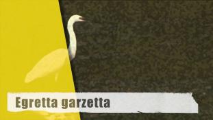 Egretta garzetta