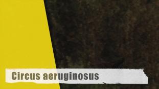 Circus aeruginosus