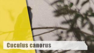 Cuculus canorus
