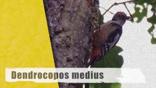 Dendrocopos medius