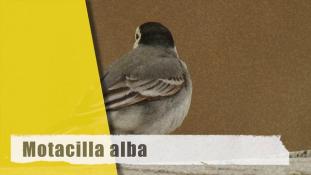 Motacilla alba