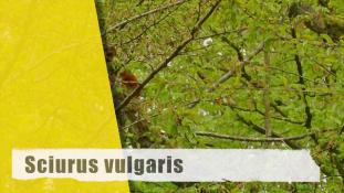 Sciurus vulgaris