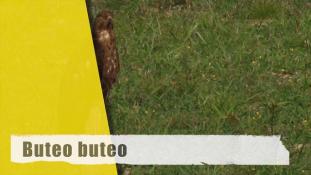 Buteo buteo