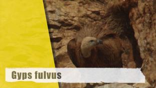 Gyps fulvus