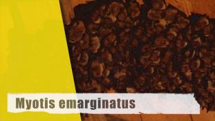Myotis emarginatus