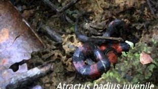 Atractus badius