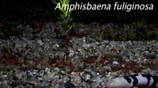 Amphisbaena fuliginosa