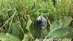 Avicularia metallica