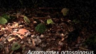 ND-Acromyrmex octospinosus