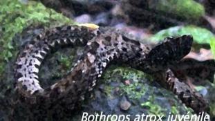 Bothrops atrox