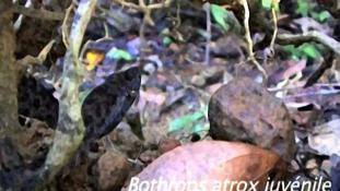 Bothrops atrox