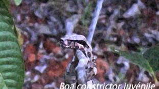 Boa constrictor