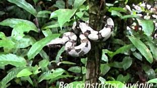 Boa constrictor