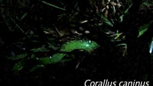Corallus caninus