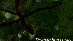 Drymarchon corais