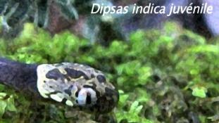 Dipsas indica