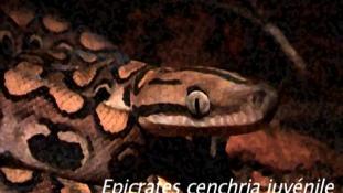 Epicrates cenchria