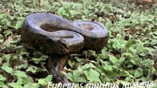 Eunectes murinus